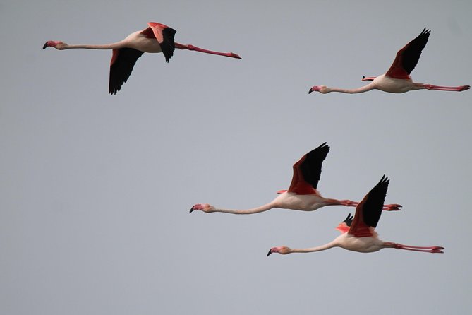 Camargue 4x4 Safari 2 Hours Saintes Maries De La Mer - Tour Logistics and Meeting Point