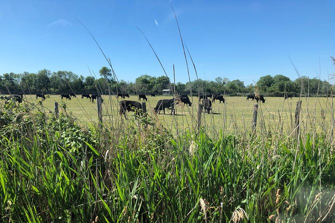 Camargue 4x4 Safari 2 Hours Saintes Maries De La Mer - Stellar Guest Reviews