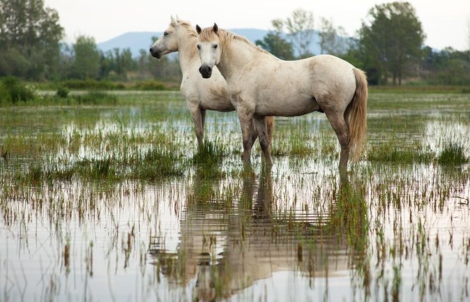 Camargue 4x4 Safari 2h + Picnic + Kayak - About Your Stay