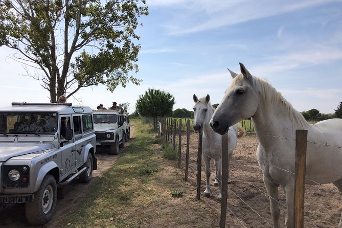 Camargue 4x4 Safari 2h + Picnic + Kayak - Kayaking Adventure in Provence