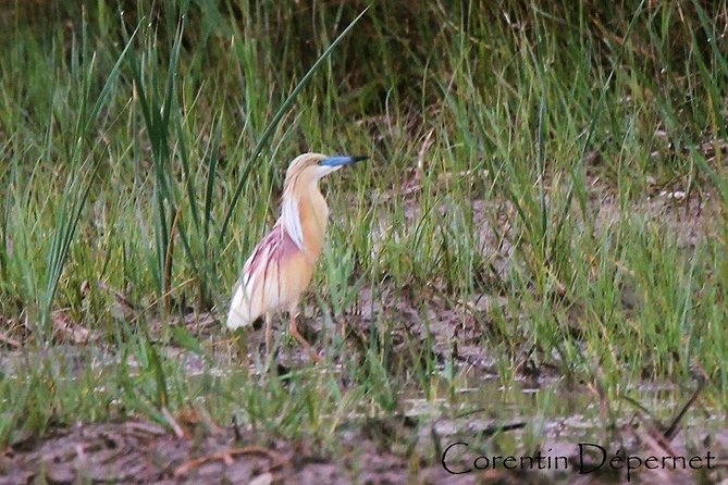 Camargue 4x4 Safari Day - Discovering Camargues Flora and Fauna