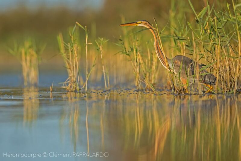 Camargue: Discovery of Nature at the Vigueirat Marshes - Highlights of the Marshes