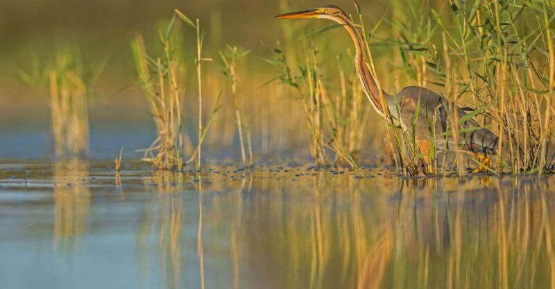 Camargue: Discovery of Nature at the Vigueirat Marshes - Itinerary of the Tour