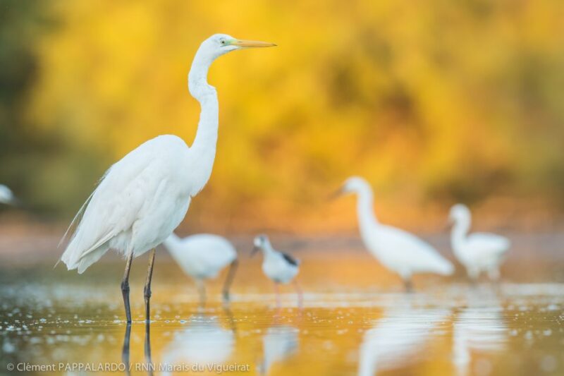 Camargue: Discovery of Nature at the Vigueirat Marshes - Guided Tour Through the Reserve