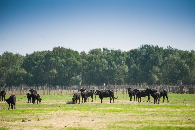 Camargue: Guided Electric Bike Tour - Booking Information
