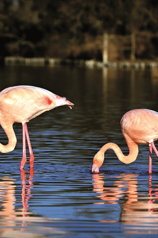 Camargue: Half-Day 4x4 Guided Safari Adventure - Itinerary and Experience
