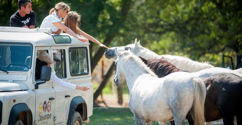Camargue: Half-Day 4x4 Guided Safari Adventure - Highlights and Wildlife