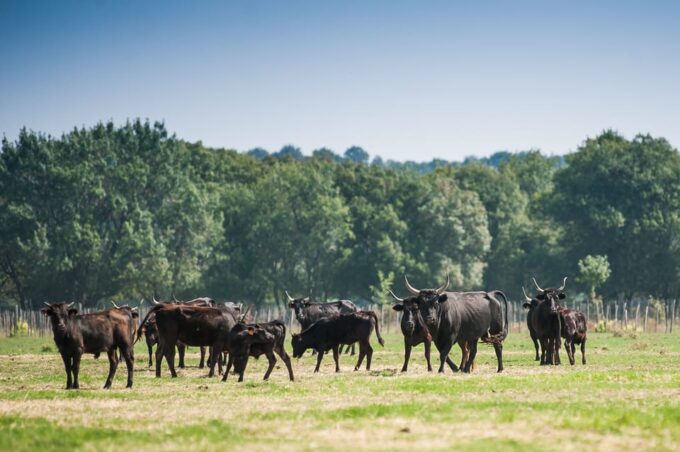 Camargue: Half-Day 4x4 Guided Safari Adventure - Booking and Cancellation