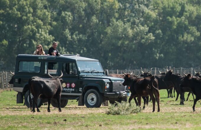 Camargue: Half-Day 4x4 Guided Safari Adventure - Getting to Camargue