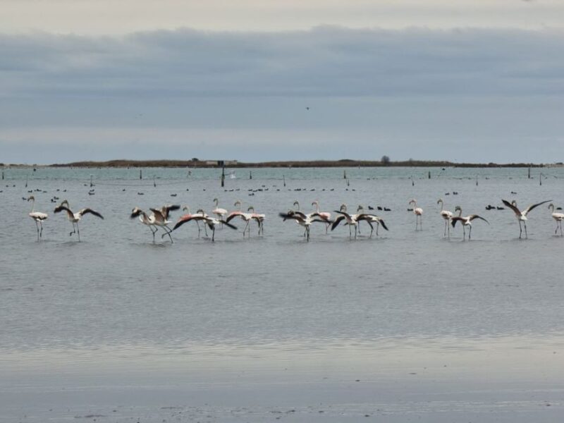 Camarles: Bike Rental - Explore Ebro Delta Natural Park
