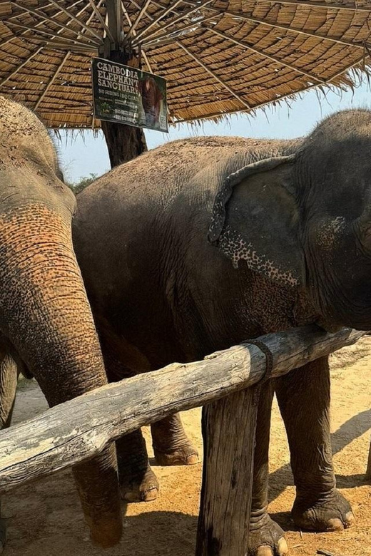 Cambodia Elephant Sanctuary and Banteay Srey Temple Tour - Experience Gentle Elephants