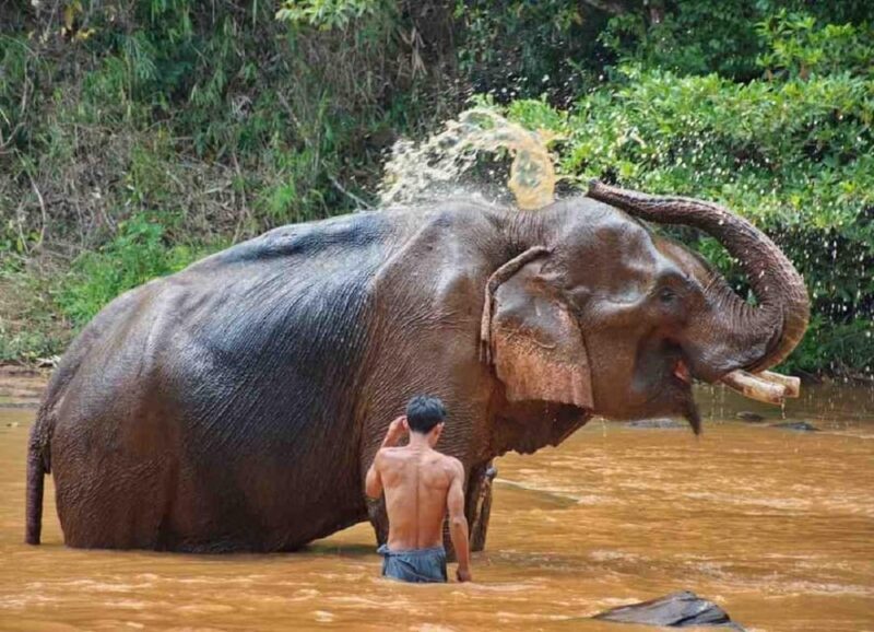 Cambodia Elephant Sanctuary and Banteay Srey Temple Tour - Explore Banteay Srey Temple