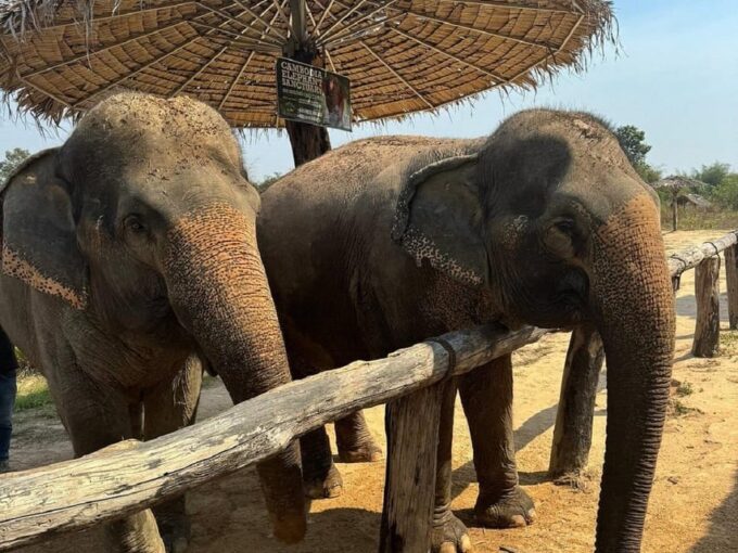Cambodia Elephant Sanctuary and Banteay Srey Temple Tour - Whats Included in the Tour