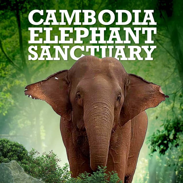 Cambodia Elephant Sanctuary and Banteay Srey Temple Tour - Frequently Asked Questions