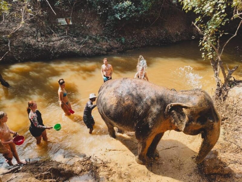 Cambodia Elephant Sanctuary Include Hotel Transfer Roundtrip - Nutritional Needs of Elephants