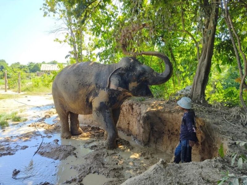 Cambodia Elephant Sanctuary, Pickup and Drop off Included - Overview and Pricing