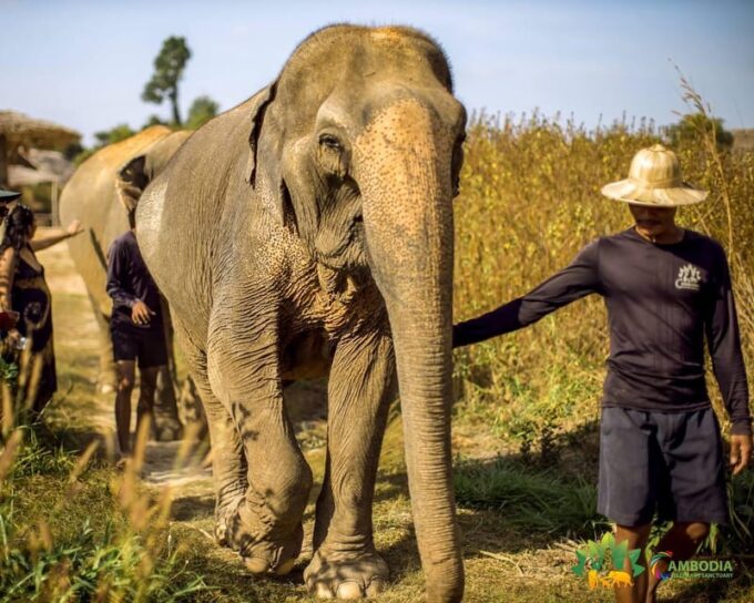 Cambodia Elephant Sanctuary, Pickup and Drop off Included - Elephant Welfare Emphasis