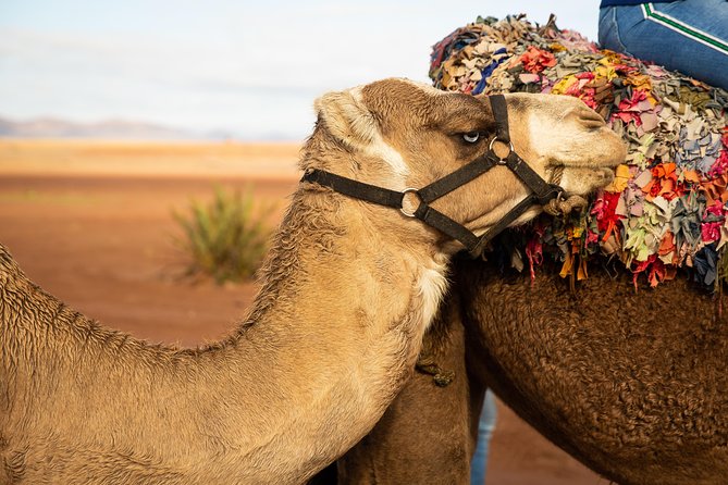 Camel and Quad Biking Tour From Marrakech - Quad Biking Adventure