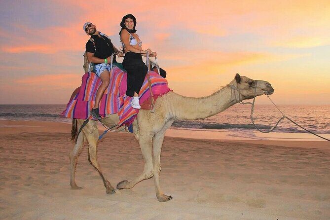 Camel Encounter and Safari Ride. Includes lunch & alcohol tasting - An In-Depth Look at the Experience