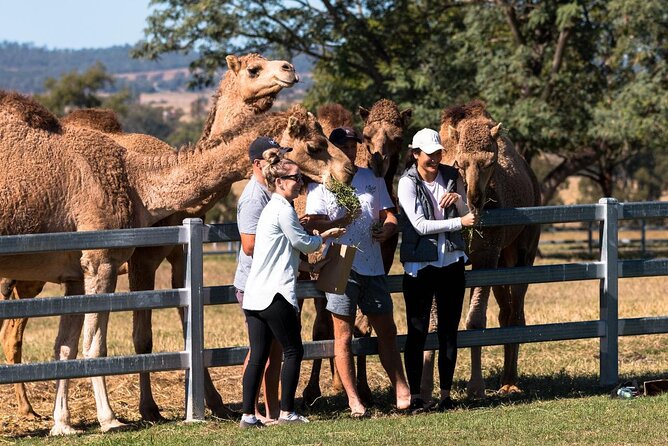 Camel Farm Tour and Taste - Health Benefits of Camel Milk