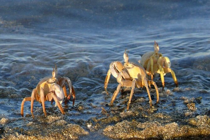 Camel Ridding Marsa Alam Safari From Camel Yard - Inclusions and Exclusions