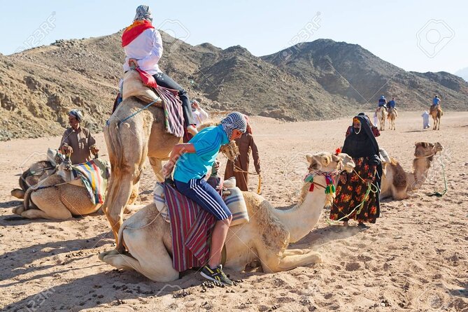 Camel Ridding Marsa Alam Safari From Camel Yard - Bedouin Tent and Coffee