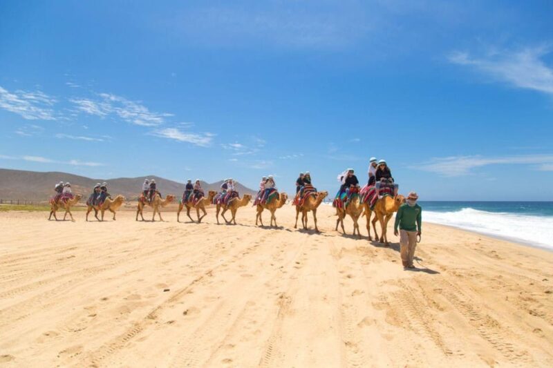 Camel Ride and Extreme UTV Combo Tour With Tequila Tasting - Inclusions and Additional Options