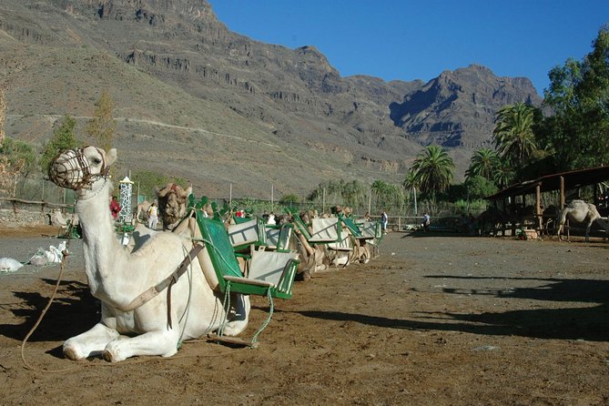 Camel Ride in Fataga With Tapas and Drinks - Camel Ride Experience