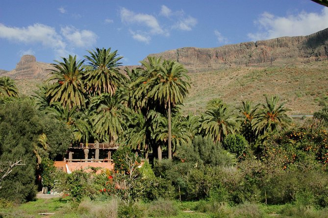 Camel Ride in Fataga With Tapas and Drinks - Tapas and Drinks