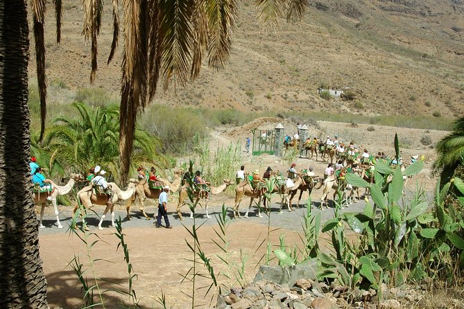 Camel Ride in Fataga With Tapas and Drinks - Additional Features
