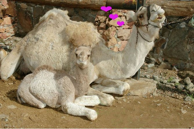 Camel Ride in Fataga With Tapas and Drinks - Booking and Cancellation