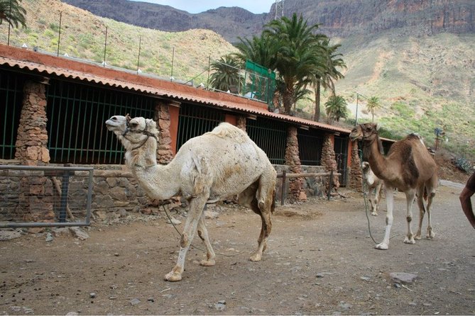 Camel Ride in Fataga With Tapas and Drinks - Customer Reviews