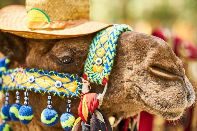 Camel Ride in Marrakech Palm Grove - Key Points