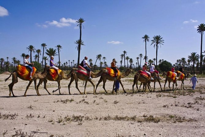 Camel Ride in Marrakech Palm Grove - Pickup and Drop-off Logistics