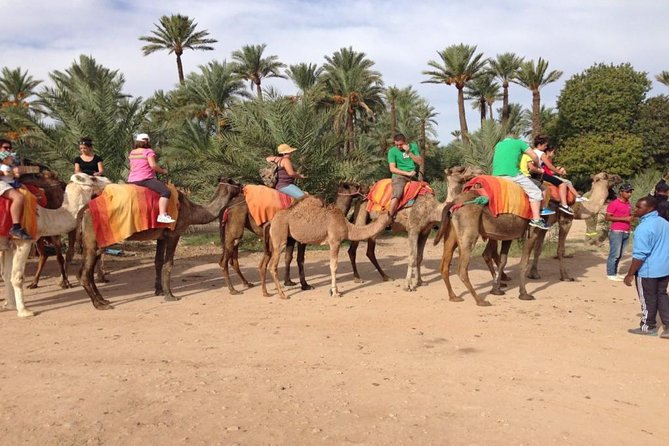 Camel Ride in Marrakech Palm Grove - Tour Highlights and Experiences
