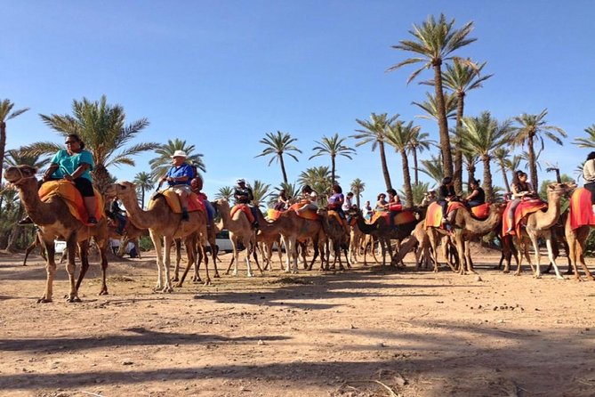 Camel Ride in Marrakech Palm Grove - Suitability and Safety Considerations