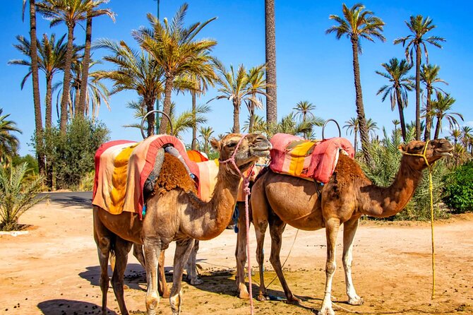 Camel Ride in Marrakeshs Palm Grove - Key Points
