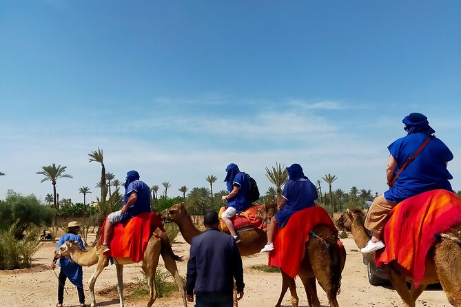 Camel Ride in Marrakeshs Palm Grove - Review Highlights and Ratings