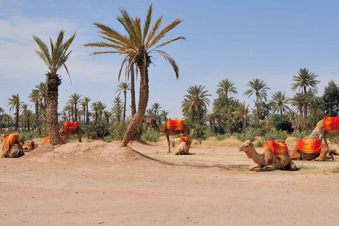 Camel Ride in the Palm Grove of Marrakech - Traveler Reviews