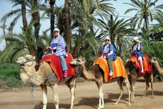 Camel Ride Marrakech - Glowing Guest Reviews and Ratings
