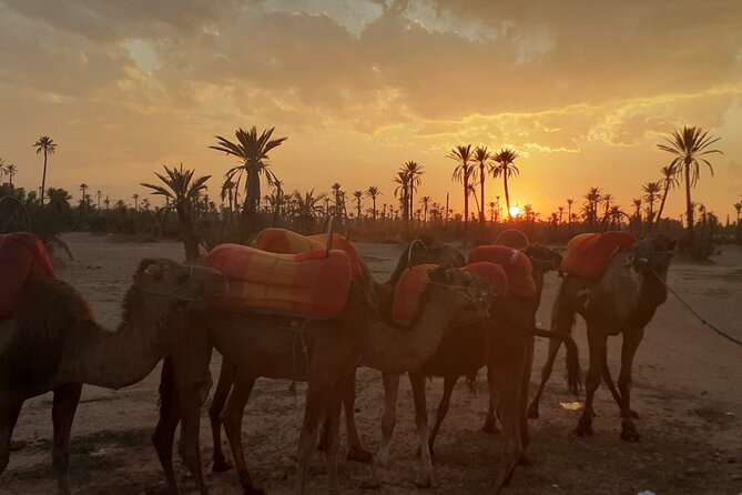 Camel Ride Marrakech Palmeraie - Accessibility and Participation