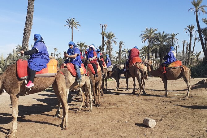Camel Ride Marrakech Palmeraie - Booking and Availability