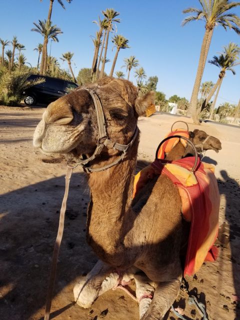 Camel Ride Tour in Palmerie of Marrakech - Cultural Immersion Experience