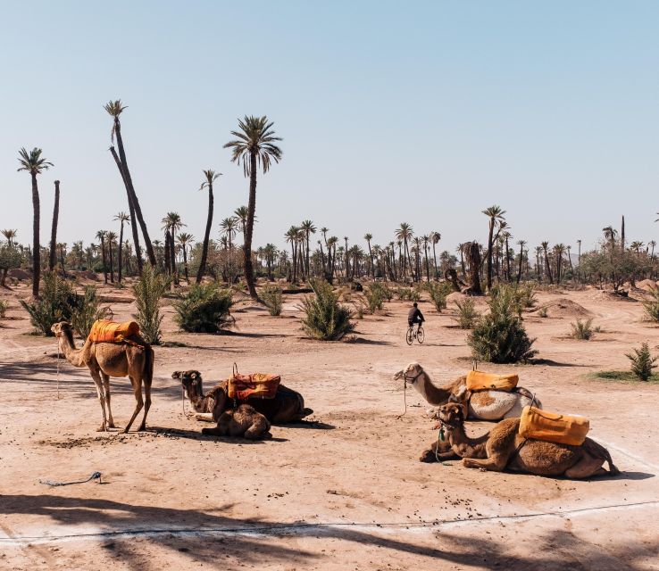 Camel Ride Tour in Palmerie of Marrakech - Customer Feedback and Ratings