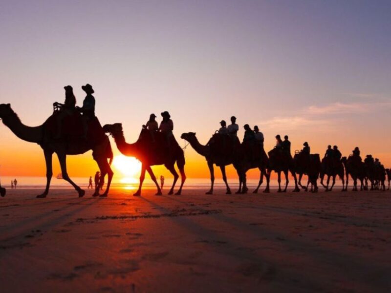Camel Ride Tour in Palmerie of Marrakech - Transportation and Pick-up