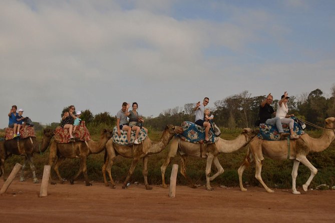 Camel Riding in Agadir for Cruise Ship Passengers - Transportation and Meeting Details