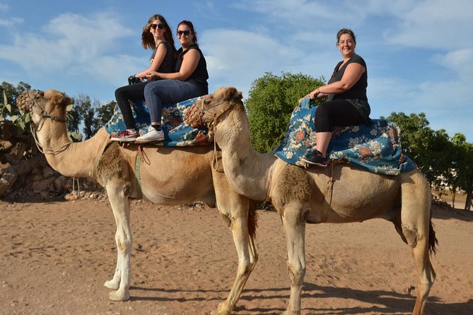 Camel Riding in Agadir for Cruise Ship Passengers - Traveler Reviews and Highlights