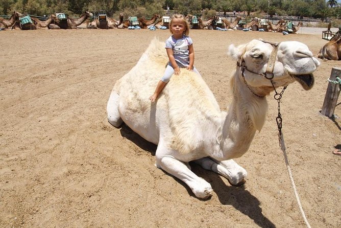 Camel Riding in Maspalomas Dunes - Reviews and Feedback
