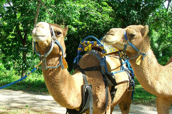 Camel Riding Outback Adventure Tour From Ocho Rios - Itinerary Highlights