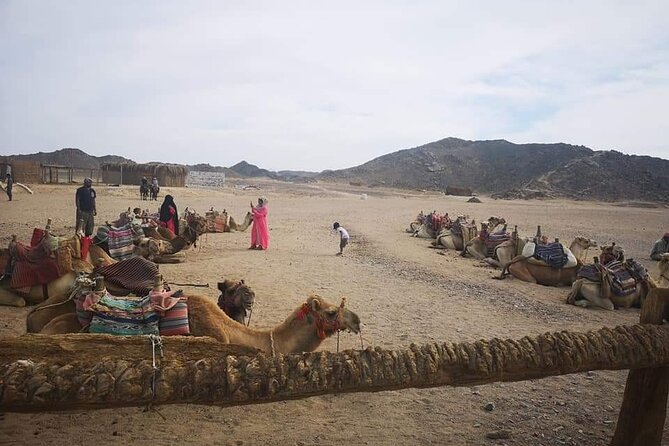Camel Riding Tour in Sharm El Sheikh Desert - Accessibility and Participation